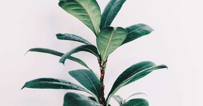 Prenatal Massage in Victoria: What to Expect and How It Benefits Pregnancy